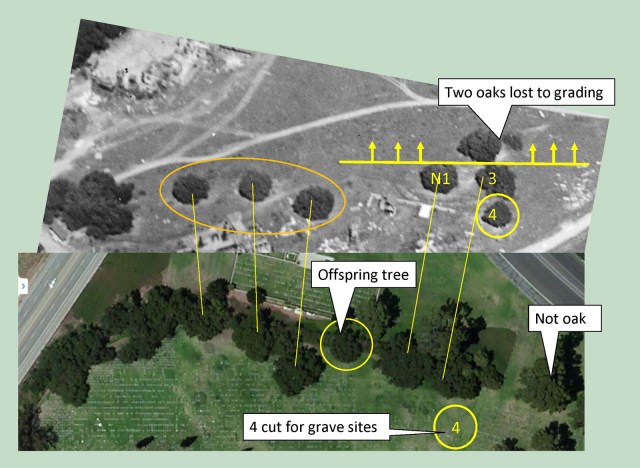 How do we know which tree is which? 